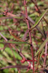 Mexican primrose-willow